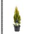 Platycladus or. 'Pyramidalis Aurea'