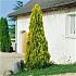 Platycladus or. 'Pyramidalis Aurea'