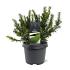Taxus b. 'Repandens'