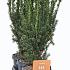 Taxus media 'Hillii'