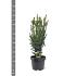 Taxus media 'Hillii'