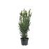 Taxus media 'Hillii'