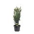 Taxus media 'Hillii'