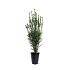 Taxus media 'Hillii'