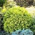 Thuja occ. 'Golden Globe'