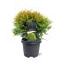Thuja occ. 'Golden Globe'
