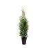 Thuja occ. 'Karl Falke'