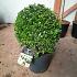 Ilex crenata Luxus Globe