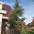 Cedrus l. 'Glauca'