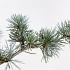 Cedrus l. 'Glauca'