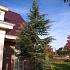 Cedrus l. 'Glauca'