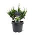 Chamaecyparis obtusa 'Teddy Bear'