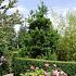 Cryptomeria j. 'Cristata'