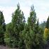 Cryptomeria j. 'Kitayama'