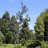 Cryptomeria j. 'Rasen'