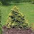 Cryptomeria j. 'Twinkle Toes'