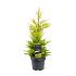Cupressocyparis l. 'Gold Rider'