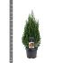 Juniperus chin. 'Stricta'