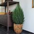 Juniperus chin. 'Stricta'