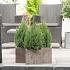 Juniperus chin. 'Stricta'