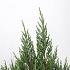 Juniperus chin. 'Stricta'