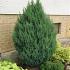 Juniperus chin. 'Stricta'