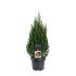 Juniperus chin. 'Stricta'