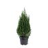 Juniperus chin. 'Stricta'