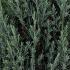 Juniperus chin. 'Stricta'