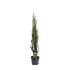 Juniperus s. 'Blue Arrow'
