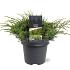 Juniperus squamata 'Holger'
