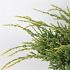 Juniperus squamata 'Holger'
