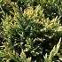 Juniperus squamata 'Holger'