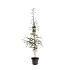 Larix kaempferi