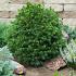 Picea a. 'Tompa'