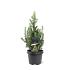 Picea gl. 'Daisy's White'