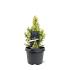 Picea gl. 'Daisy's White'