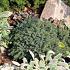Picea gl. 'Echiniformis'