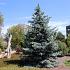 Picea pungens 'Hoopsii'