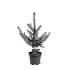 Picea pungens 'Hoopsii'