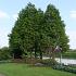 Taxodium distichum