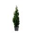Thuja occ. 'Degroot's Spire'