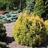 Thuja occ. 'Rheingold'