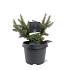 Abies bals. 'Nana'