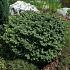 Abies bals. 'Nana'