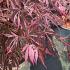 Acer pal. 'Extravaganza'