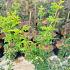 Acer pal. 'Shishigashira'
