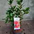 Arbutus unedo
