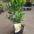 Arbutus unedo
