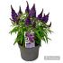 Buddleja d. Butterfly Candy Gemengd